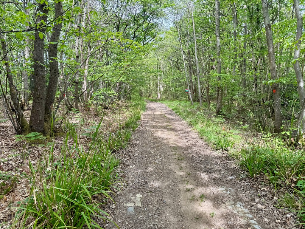 Lot: 2 - OVER 12 ACRES OF WOODLAND - Access to woodland